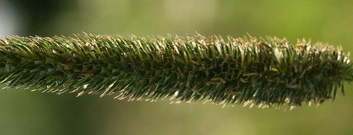 &Auml;hre verbl&uuml;ht